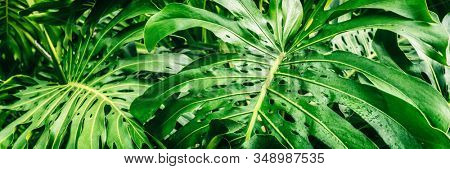Tropical plants panoramic banner background of green leaves of Monstera Deliciosa Swiss Cheese plant leaf texture.
