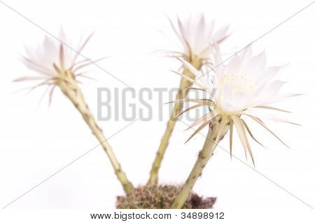 Tre hvide Cactus blomster