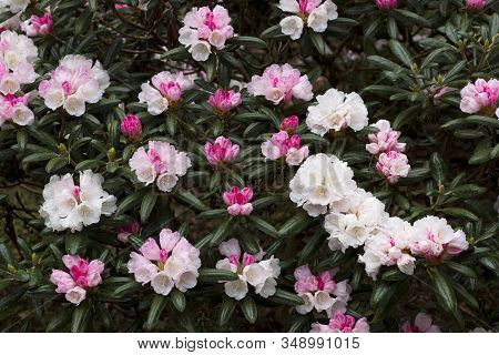 Big Azalea Or Rhododendron In Garden. Season Of Flowering Azaleas (rhododendron) At Botanical Garden
