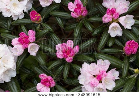 Big Azalea Or Rhododendron In Garden. Season Of Flowering Azaleas (rhododendron) At Botanical Garden