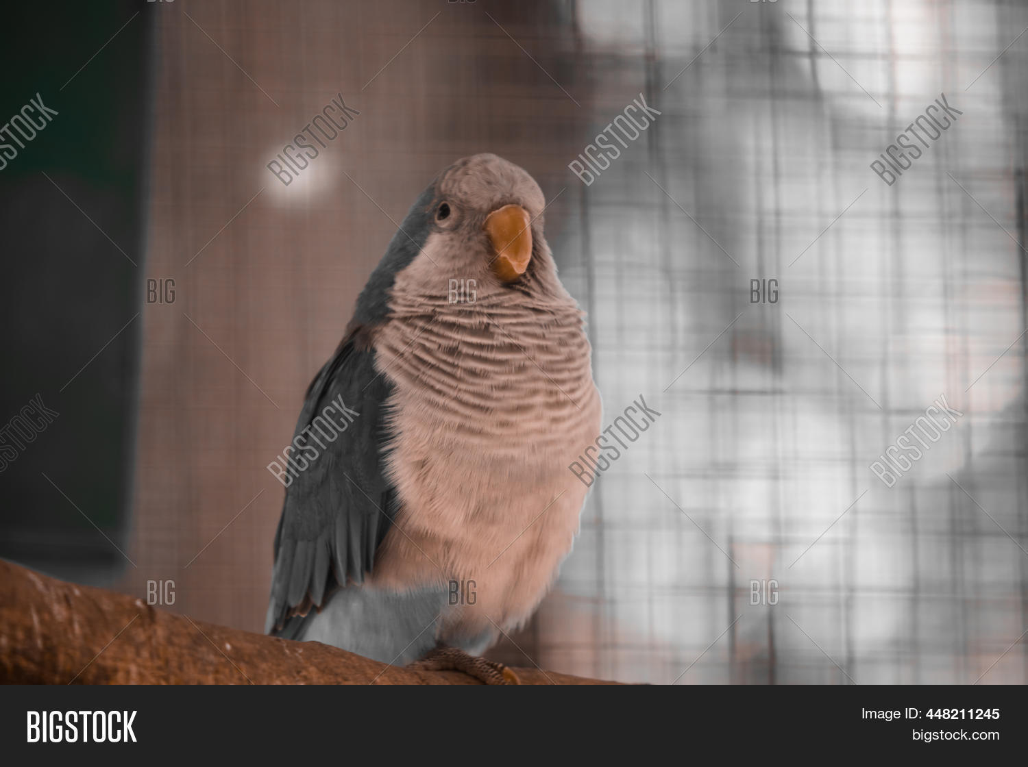 Fluffy Blue Monk Image & Photo (Free Trial) Bigstock