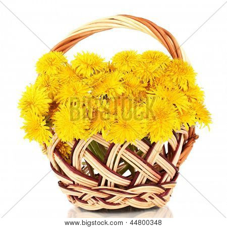 Löwenzahn Blumen im Weidenkorb, isolated on white