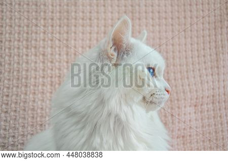 Portrait Of Beautiful White Angora Cat In Profile. Portrait Of Fluffy White Turkish Angora Close-up.