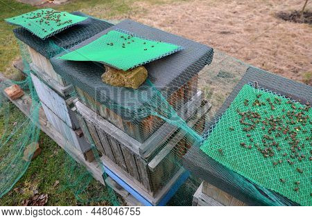 Control Of Mite Pest Fall From Bee Brood. According To Number Of Mites, The Examination By Vet Is De