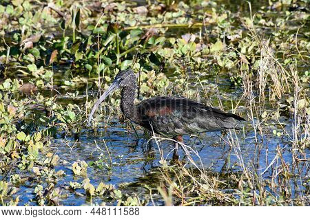A Glossy Ibis In Lake Apopka, Florida
