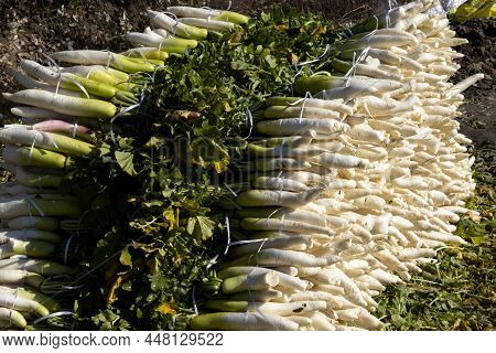 Fresh White Radish Heap Stacked Closeup View