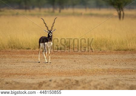 Wild Male Blackbuck Or Antilope Cervicapra Or Indian Antelope With Long Horn Head On In Scenic Lands