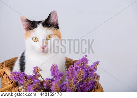 Adorable Kitten Siting In A Basket And Looking At The Camera Among Violet Flowers.  Adorable Kitten 