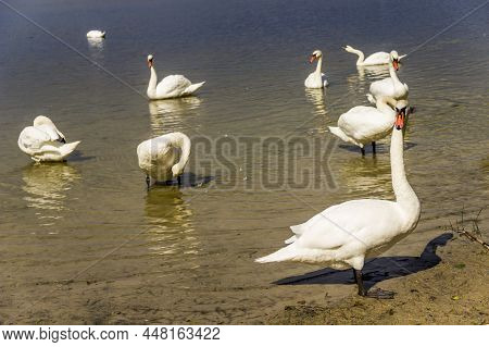 A White Swans At The Lake Somynets, Shatsk, Ukraine