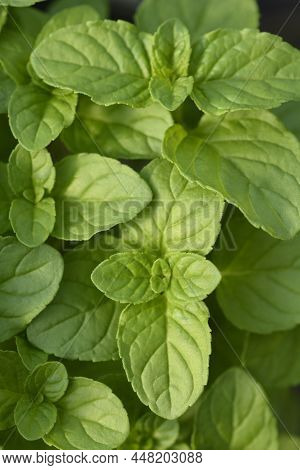 Basil Mint Green Leaves In The Garden