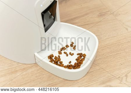 Smart Cat Feeder Scottish Cat Is Waiting For Food. Pet Feeder.