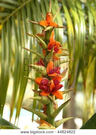Kahili Ginger Plant