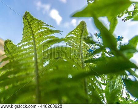 Fern Thickets Against The Blue Sky, Bottom View, Selective Focus