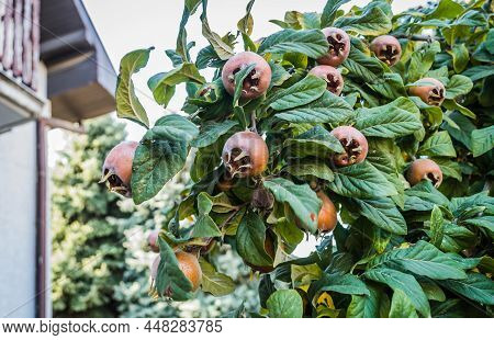 Medlar Tree In A Private Garden.