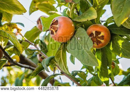 Medlar Tree In A Private Garden.