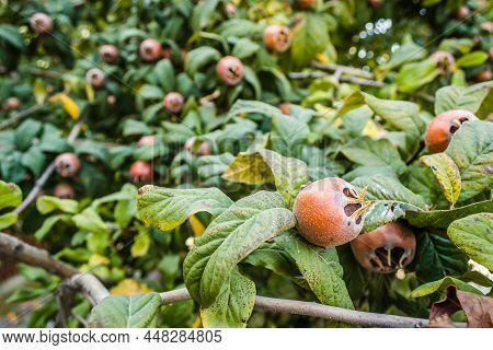 Medlar Tree In A Private Garden.