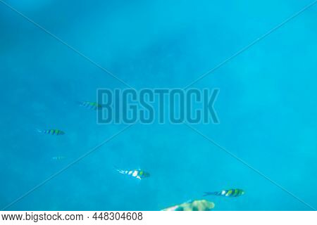 Indo-pacific Sergeant (abudefduf Vaigiensis), Also  Known As The Sergeant Major Swimming In The Indi