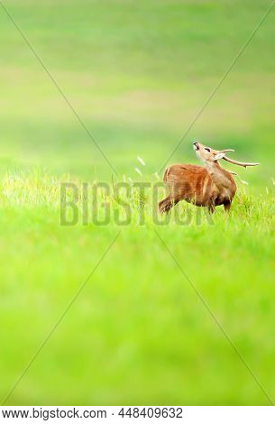 A Male Hog Deer Relaxing On The Grassland And Taking A Deep Breath Enjoying Fresh Air Freedom. Phu K