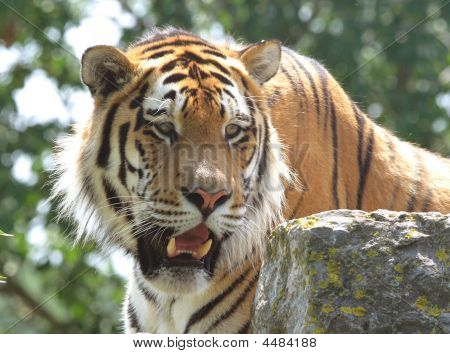 Tigris