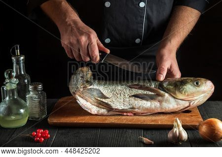 Professional Chef Prepares Silver Carp Herring In The Restauran. Preparation For Cutting Fish With A