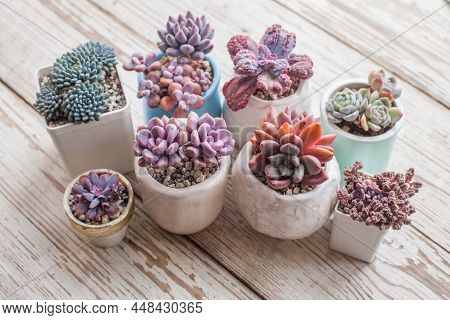 Succulent Flowers Propagation. Beautiful Echeveria Plants On White Background