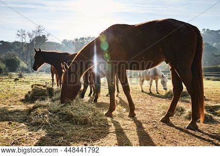 Few Wild Horses Grazing In A Field At Early Morning, Eating Grass, Horse Looking In The Camera, Whit