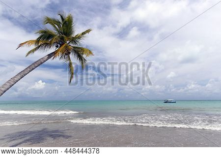 Beautiful Coconut Tree By The Sea And Beautiful Day - Vacation Concept - Maceio, Alagoas
