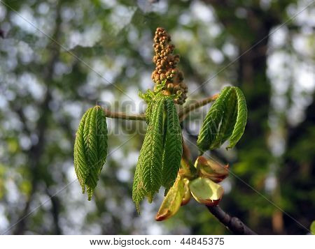 Zeina bud albero in primavera