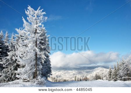 Winter bomen en wolken