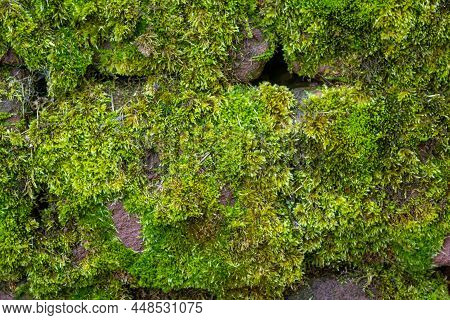 Fresh Green Moss Building A Smooth Carpet On Old Sandstone Wall. Impact Of Wet, Humid Condition Due 