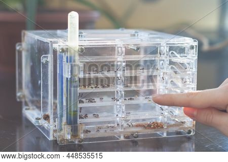 An Ant Farm With A Colony Of Ants In A Transparent Container For Studying And Observing The Life Of 