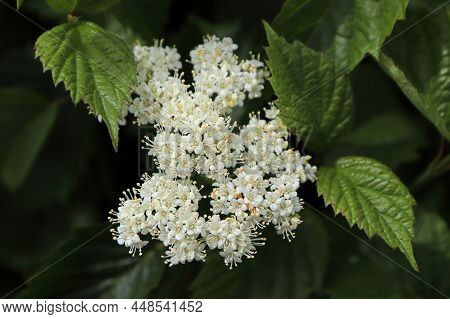 White Clusters Of Flowers On An Autumn Jazz Viburnum