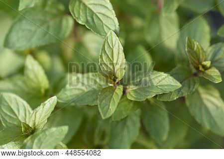 Chocolate Mint Green Leaves In The Garden