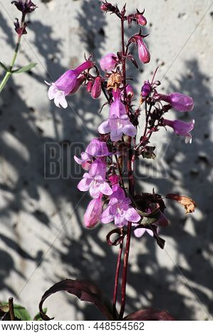 Closeup View Of Pink Trumpet Beardtongue Flowers