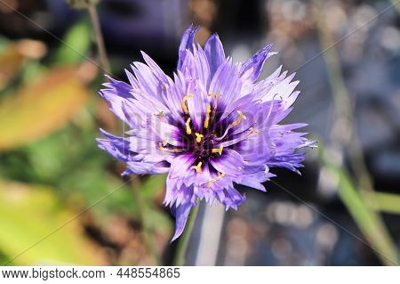 Closeup Of A Purple Flower Ona Cupids Dart Plant