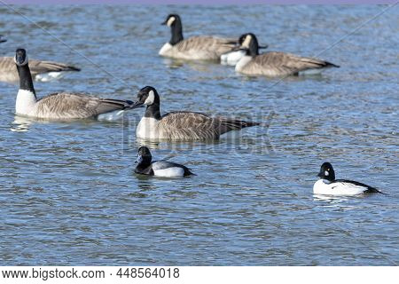 The Common Goldeneye, Greater Scaup And Flock Of Canada Geese In A River
