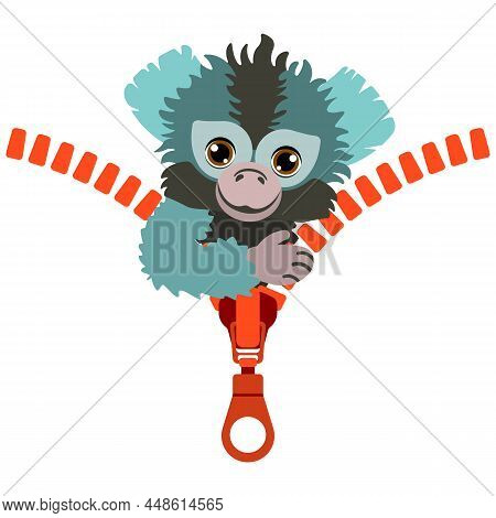 A Cute Little Marmoset Peeks Out From Behind An Unzipped Zipper. Callithrix Jacchus. Fauna Of The Am