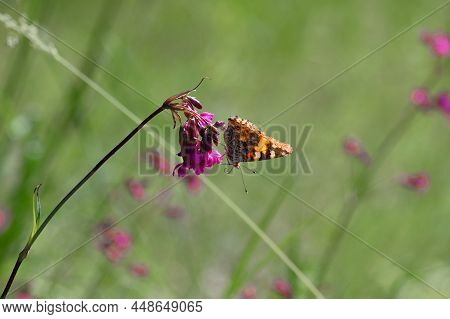 Butterfly Vanessa Cardui, Sitting On A Wildflower Viscaria Vulgaris. Pink Meadow Flower, Beautiful B