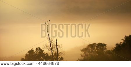 Couple Large Cuckooshrike Mating On The Branch Of Bare Tree In The Morning Mist. Soft Focus On The B