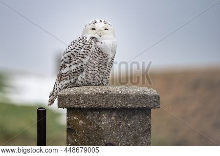 Snowy Owl ((bubo Scandiacus)  An Arctic Visitor To Pennsylvania Farm Field In Lancaster County