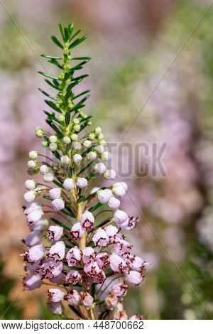 Cornish Heath (erica Vagans) Flower