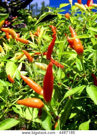 Chilli