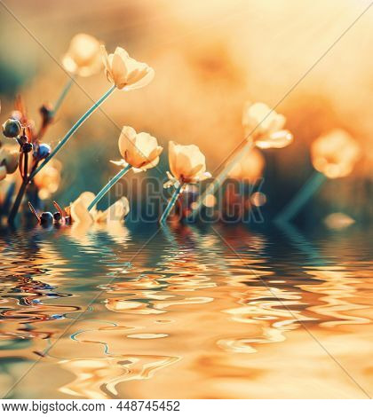 Field flower on sunlight and blurred nature background near the riple water 