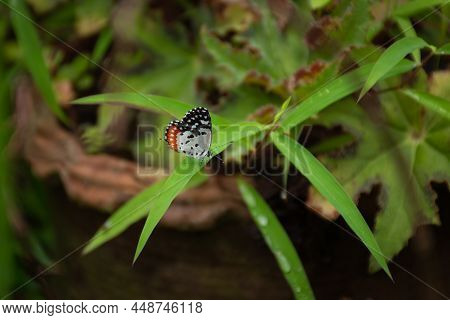 A Beautiful Tiny Colorful Red Pierrot (talicada Nyseus) Resting On A Blade Of Grass In The Garden In