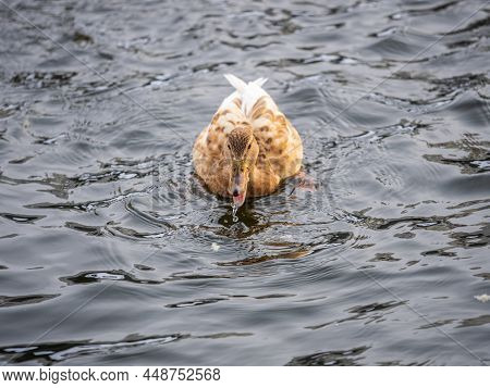 Yellow Colored Mallard Female Duck Swims In The Pond. Animal Polymorphism