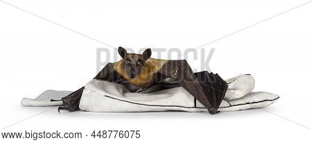 Young Adult Flying Fox, Fruit Bat Aka Megabat Of Chiroptera, Laying Flat On Leather Glove. Looking S
