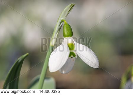 Greater Snowdrop (galanthus Elwesii) Flower
