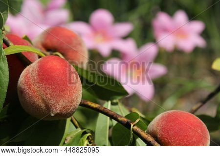 Peach Tree With Fruit Ready To Harvest And Pink Rain Lilies In Background Shallow Dof