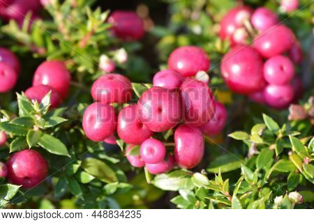 Prickly Heath Pink Berries In The Garden
