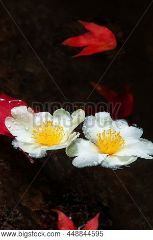 Fried Egg Tree Flowers And Red Maple Leaves Floating On A Stream. Close-up. Top View.